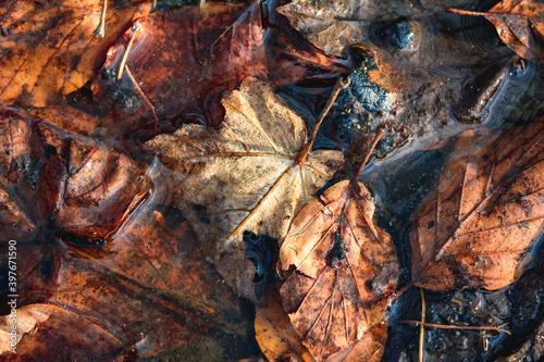 Alte Herbstblätter in einer Pfütze © Andy