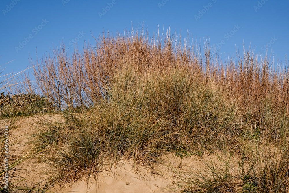 Beach Sand Dunes Covered With Dried Grass Against A Clear Blue Sky Beach Sand Dunes Covered With Dried Grass Against A Clear Blue Sky