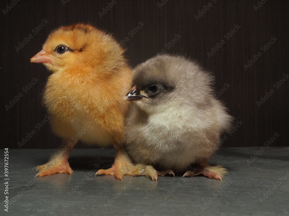 Fototapeta premium dwa młode pisklaki