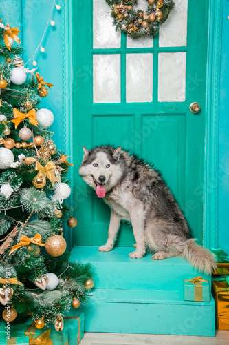 Gray husky on the porch near the door and the Christmas tree.