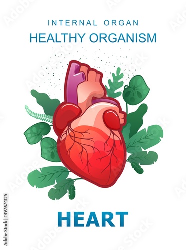 internal organs medical poster concept