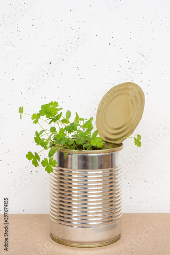 Parsley sprouts in tin can on craft brown paper on white concrete wall background. Growing micro greens at home