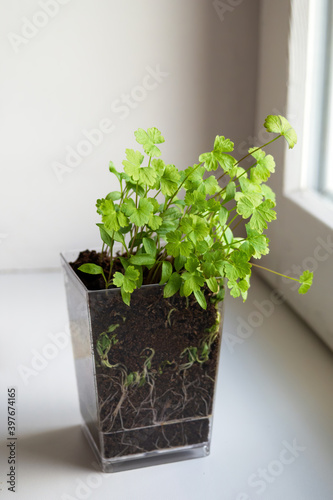 Parsley seedlings on windowsill. Home planting and food growing, microgreens in transparent pot
