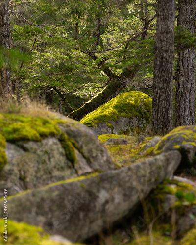 Moss rocks in a forest
