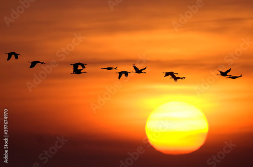 Sandhill cranes in flight at sunrise