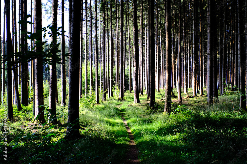 Fototapeta premium Waldspaziergang 