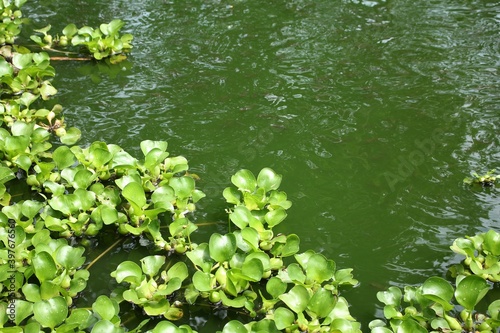 Eceng gondok plants floating in green water photo