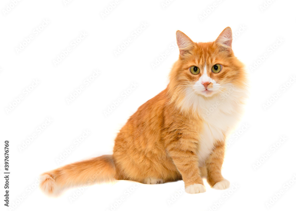 Beautiful ginger cat on a white background looks at the camera