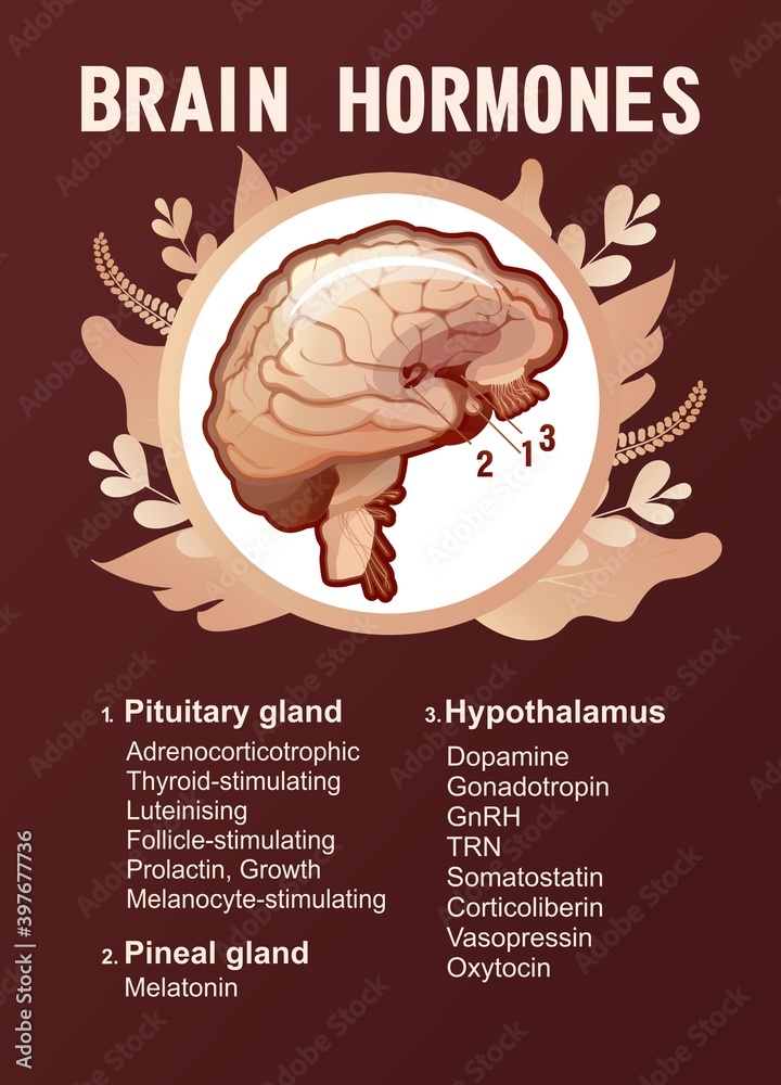 human brain hormones information poster