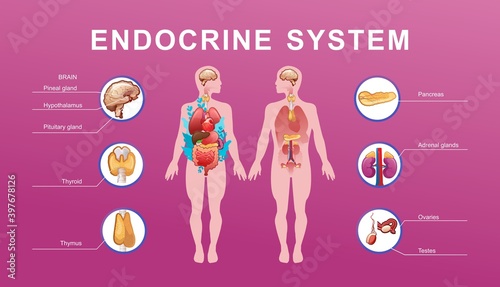 human endocrine system vector illustration