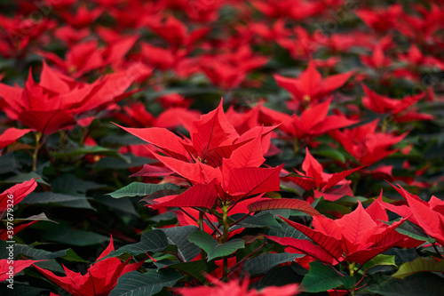 blooming poinsettia  red leaves of christmas flower close up