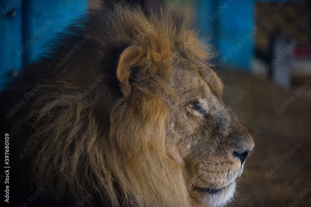 Close up profile view of a male lion