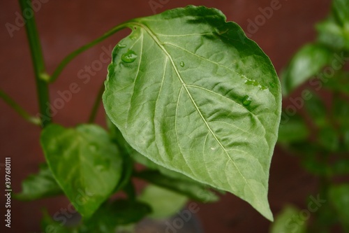 Pepper leaves