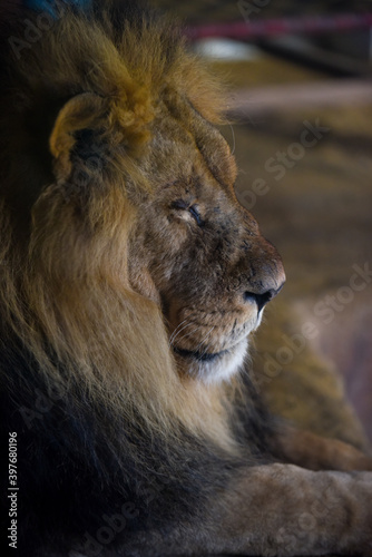 Fototapeta Naklejka Na Ścianę i Meble -  Lion face close up whilst sleeping or resting