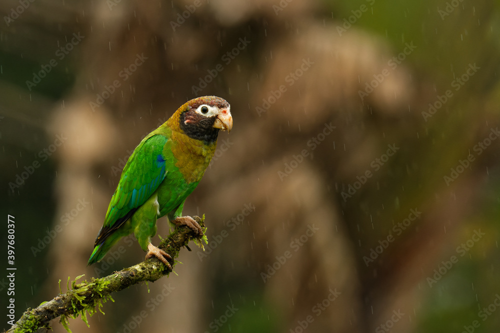 Brown-hooded Parrot - Pyrilia haematotis small bird in the heavy tropical rain which is a resident breeding species from southeastern Mexico to north-western Colombia. Green background