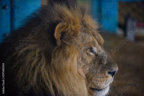 Fototapeta Naklejka Na Ścianę i Meble -  Close up profile view of a male lion