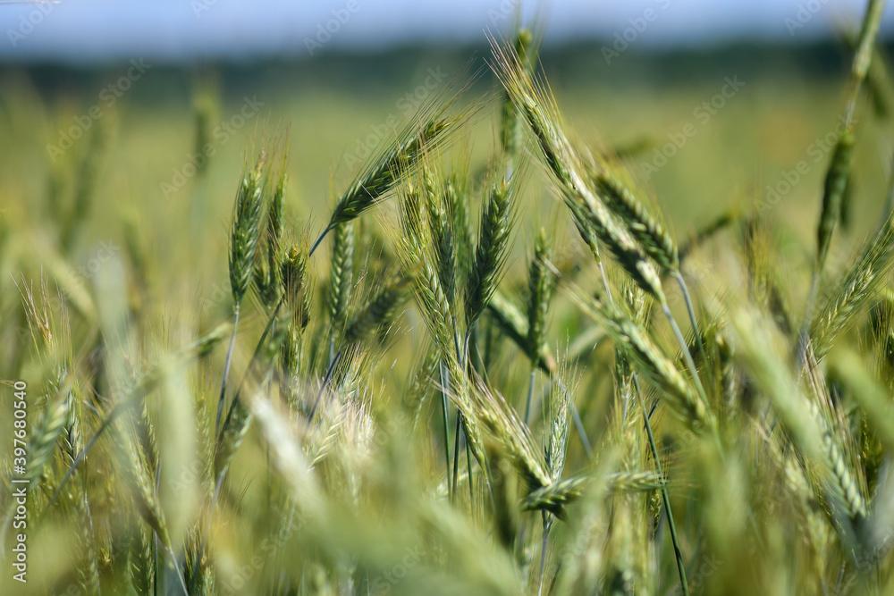 Fototapeta premium Green wheat (cereal) field for abstract nature background. Low DOF. Selective focus. 