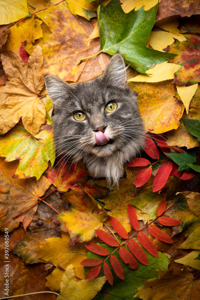 cute blue tabby white maine coon cat sticking head through a hole of colorful autum leaves foliage with copy space looking at camera licking lips