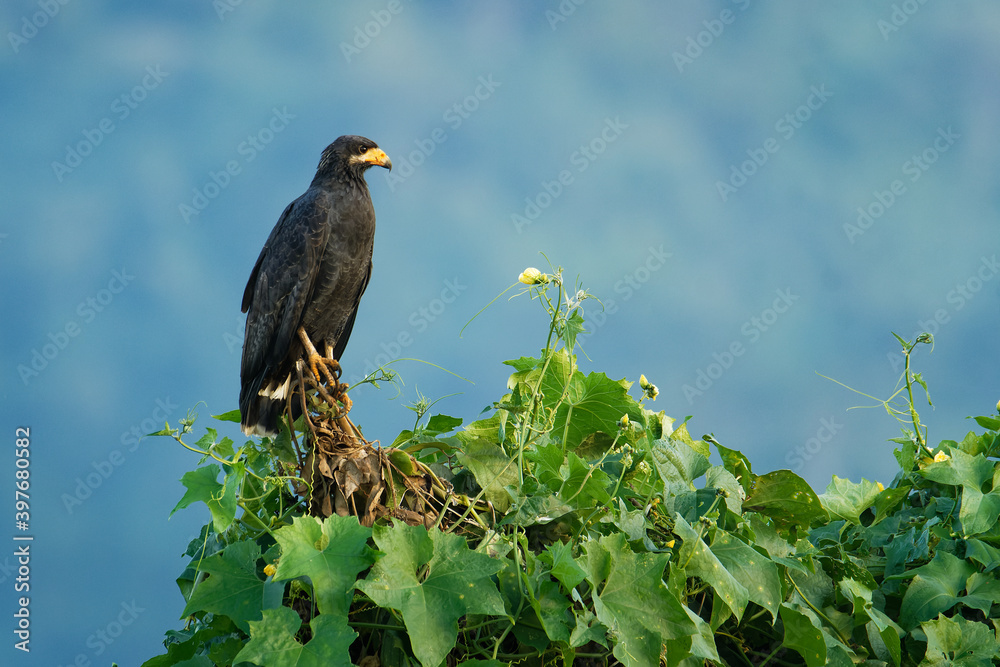 Common Black Hawk Buteogallus anthracinus a big dark bird of prey in