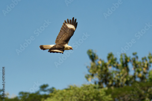 Yellow-headed Caracara - Milvago chimachima is a bird of prey in the family Falconidae. It is found in tropical and subtropical South America and the southern portion of Central America, flying bird