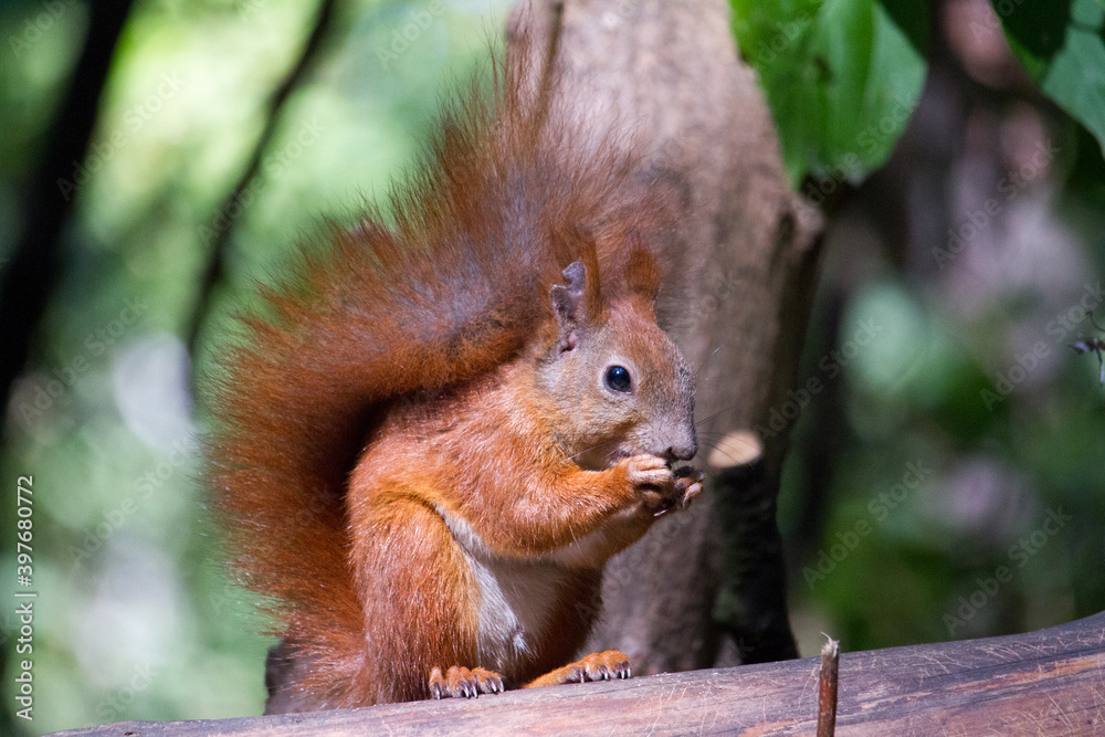 Fototapeta premium Squirrel eating walnut, wild squirrel in forest found food, selective focus