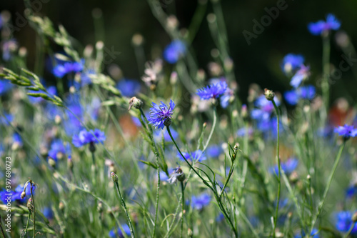 Details of summer meadow with blue cornflowers, selective focus.