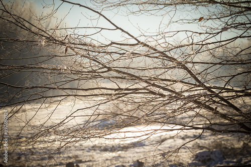 Tree branches at sunny day beautiful scene photo