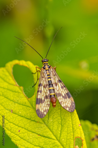 Scorpionfly, insect