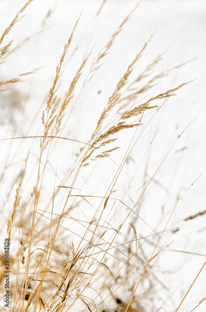 grass in the wind. minimalistic field grasses in winter in beige colors grass in the wind. minimalistic field grasses in winter in beige colors