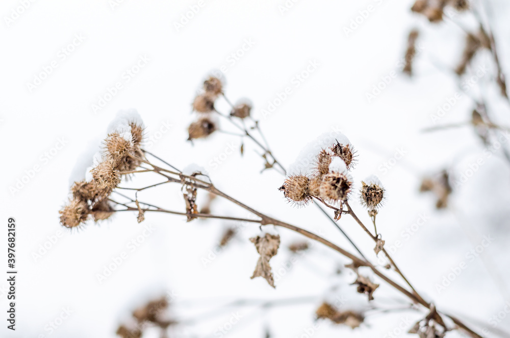 snow-covered dry plants on a background of snow. minimalistic winter, close-up, in beige tones snow-covered dry plants on a background of snow. minimalistic winter, close-up, in beige tones