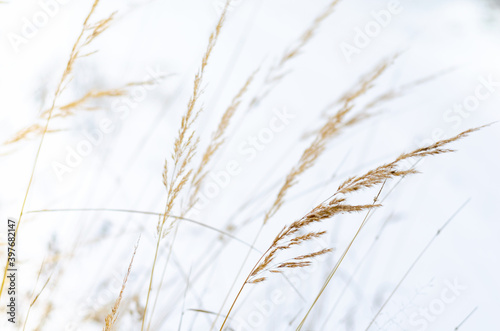 dry field herbs in beige tones on a background of snow, selective focus