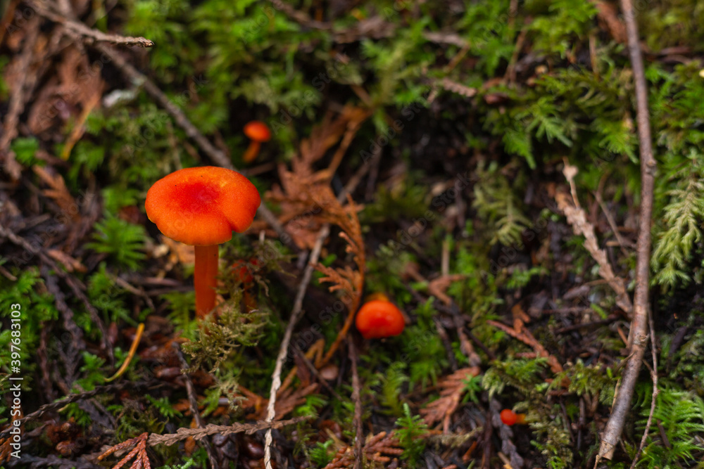 Small mushroom growing from moss Small mushroom growing from moss