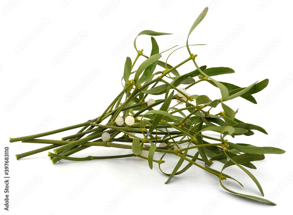 Obraz premium Green mistletoe with berries.