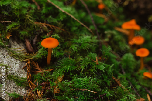 Small mushroom growing from moss