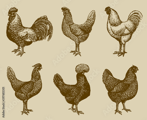 Group of cocks and hens from of different chicken breeds isolated on an ocher background, after an antique illustration from the early 20th century