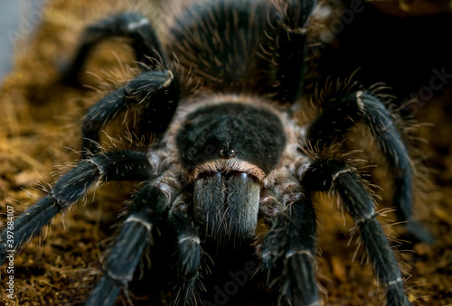 the eyes of the tarantula lasiodora parahybana coming out of his hiding place