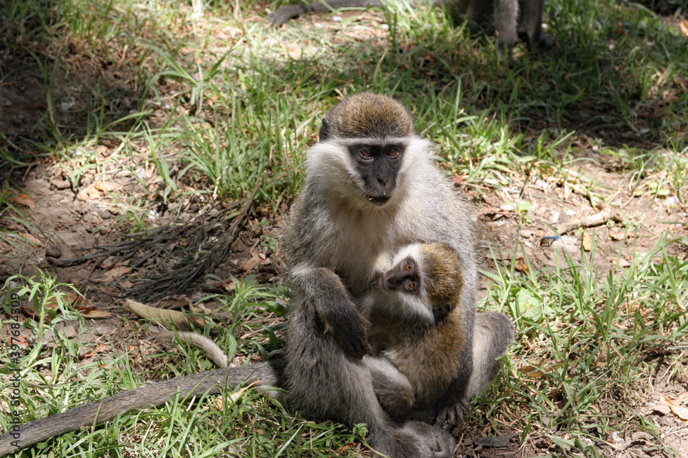 Obraz premium Monkey with child
