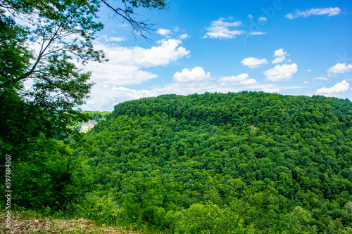 green forest and blue sky