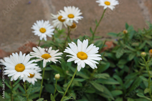 daisies in a garden