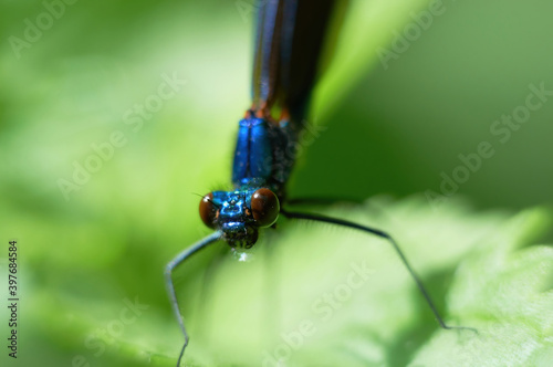 Dragonflies by the river resting on green leaves of spring vegetation © Tomasz
