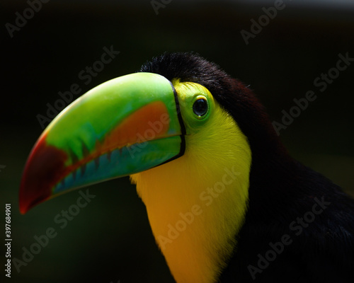 toucan on a black background