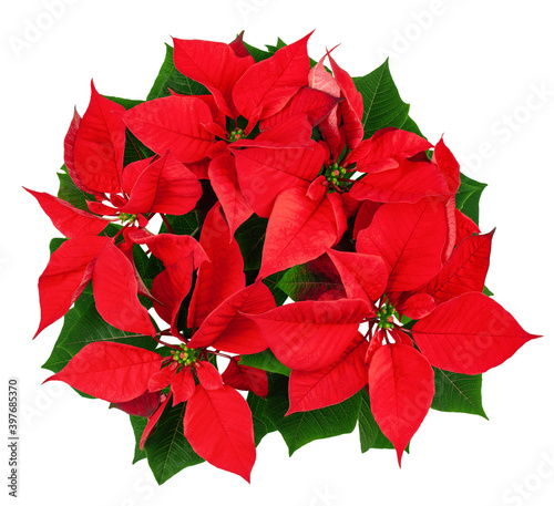 Poinsettia, Christmas flower in pot, isolated on white background, clipping path, full depth of field