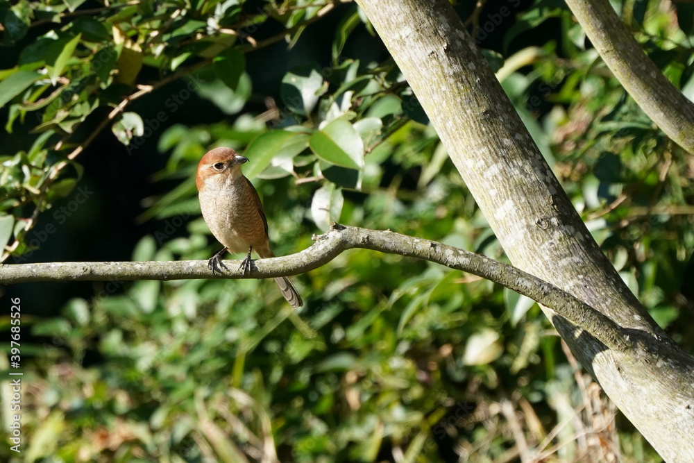 shrike on the branch shrike on the branch