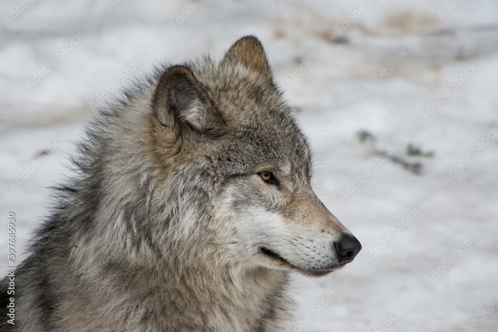 Timber Wolf in Northern Canada Timber Wolf in Northern Canada