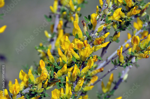 In spring (Chamaecytisus ruthenicus) blooms in nature © orestligetka