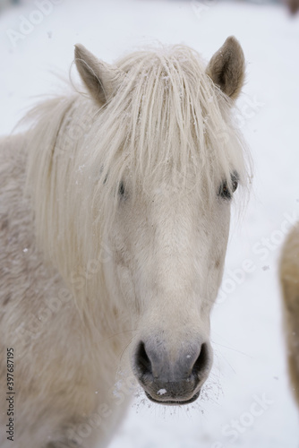 白馬と雪