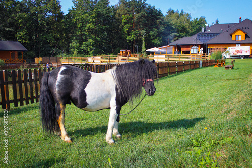 One black and white pony grazes in a meadow near houses