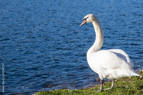 swan looking at the shore of a lake in a park