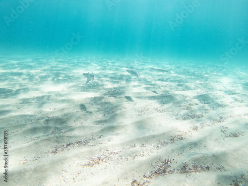 Unterwasser Sand Wellen Hintergrund Fische