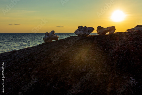 Island sunset time at beach, coral decor